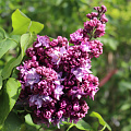Сирень Сирень