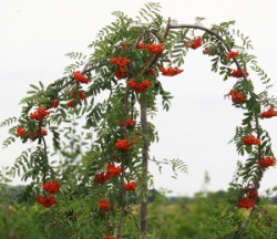 sorbus_aucuparia_pendula